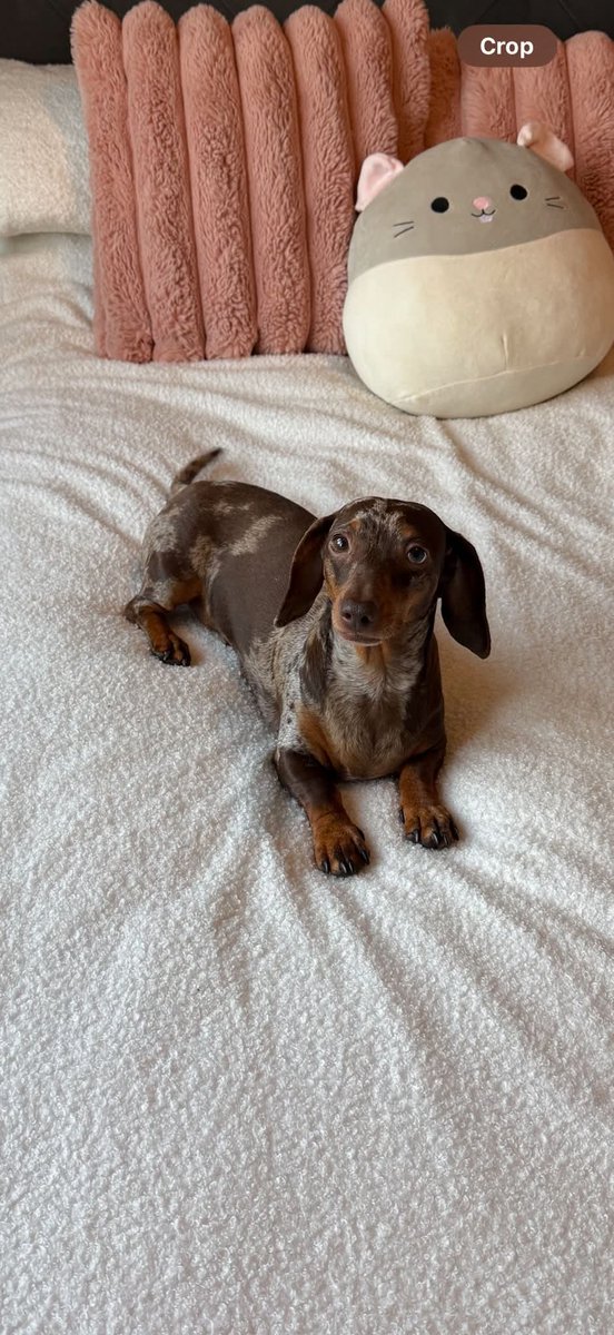 MissingPetsGB's tweet image. 🐕🧨 FRANKIE #missing Oxcroft Bank #Spalding #Cambridgeshire #PE12

FRANKIE ran out of the door 8 November 2025 when scared by #fireworks
No sightings so far from searches.

She’s only small, she must be terrified.

DO NOT CHASE IF SEEN!! CALL ASAP