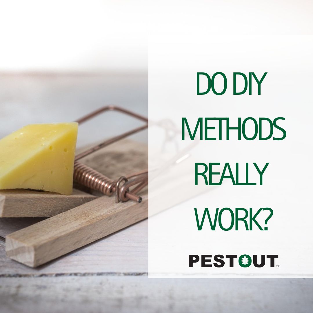 PestOutHR's tweet image. DIY methods don&apos;t get to the root of the problem - we can! 👍

Give PESTOUT a call today to learn how we can help you! ☎️

757-737-8688
pestout.com/home-pest-cont…

#PESTOUT #pestcontrol #HamptonRoads #Virginia #DIY
