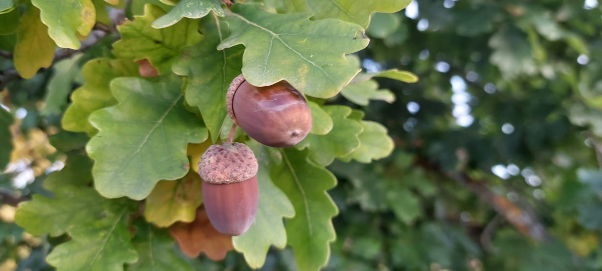 En años de abundancia, los robles producen miles de bellotas (una estrategia llamada masting). Esto satura a los depredadores, garantizando que algunas semillas sobrevivan