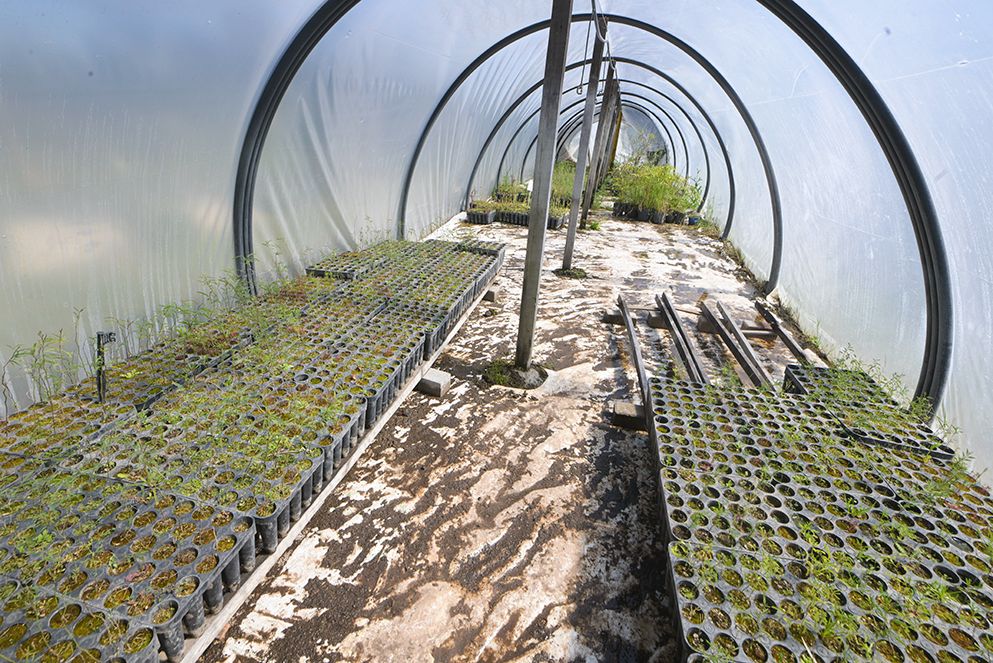 Durante los últimos tres años, pusimos en marcha una red de cinco laboratorios con el objetivo de producir especies nativas para reforestar predios rurales, municipios y establecimientos escolares. 🌱

👉 Se trata del programa #GenNativo del <a href="/MinAgriCba/">Ministerio de Bioagroindustria de Córdoba</a>, que busca garantizar una