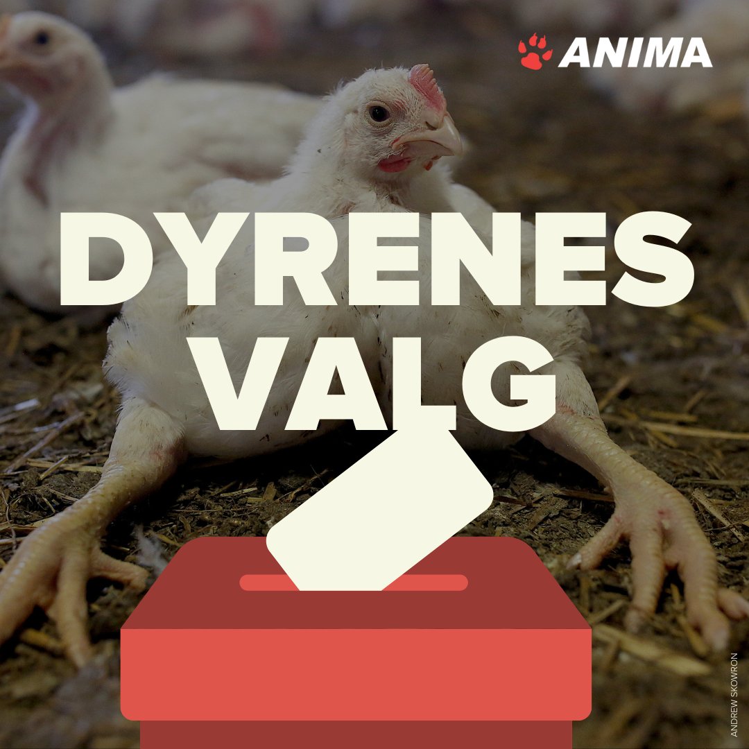 Stem med dyrene i tankerne 🗳️
18. nov. er der kommunalvalg.
Vi har spurgt kandidater i hele landet, om de vil kæmpe for dyrene.
Se deres svar her dyrenesvalg.dk
Og stem med dyrene i tankerne.

#KV25 #Dyrevelfærd #animadk