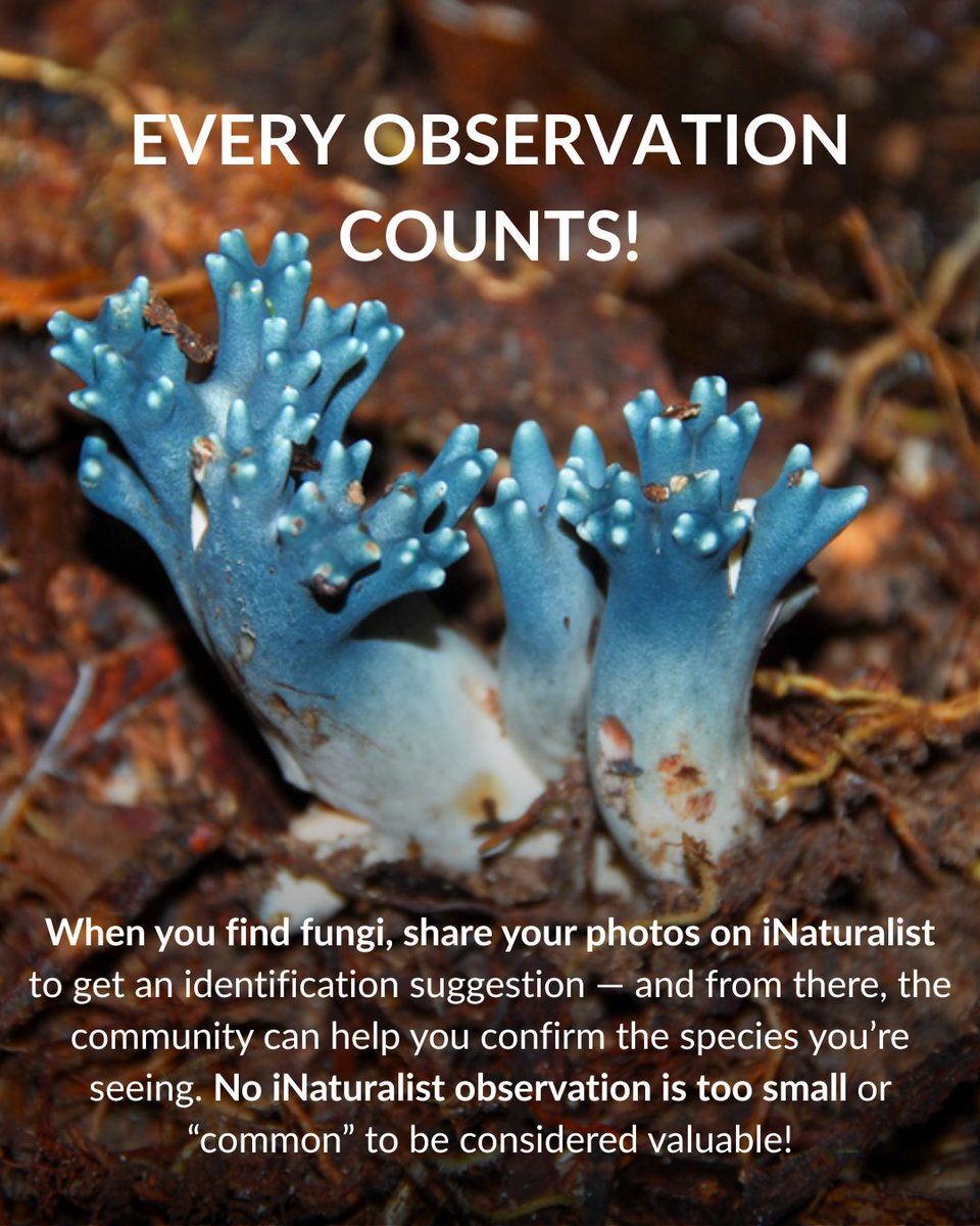 iNaturalist tweet media