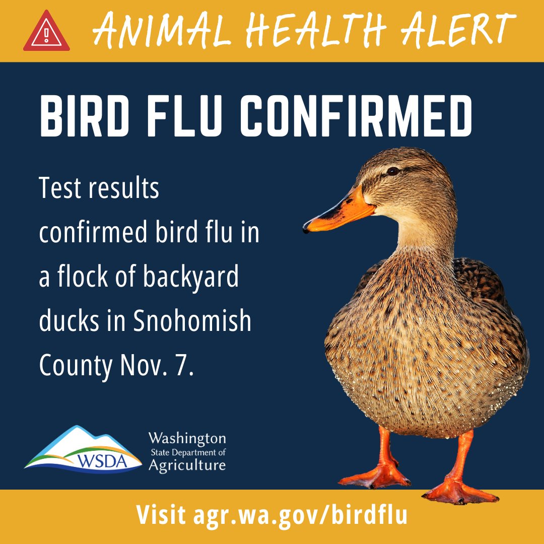 WSDAgov's tweet image. 📢 🐔 Bird flu detected in Snohomish County 🐔
A positive case was detected on Friday in a small flock of backyard ducks.

If you notice unexplained illness or death in your birds, please call our WSDA Sick Bird Hotline at 1-800-606-3056.
More: agr.wa.gov/birdflu