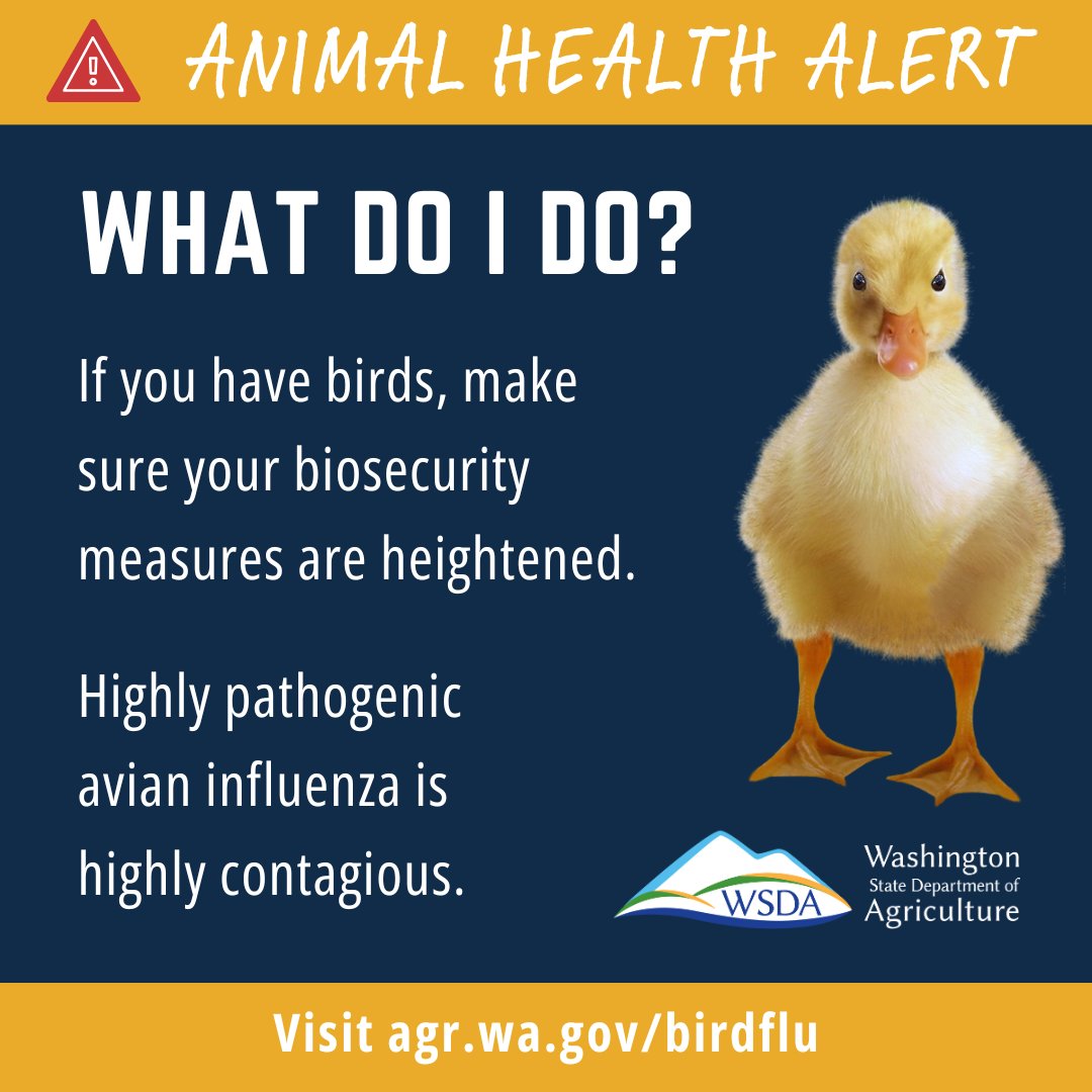 WSDAgov's tweet image. 📢 🐔 Bird flu detected in Snohomish County 🐔
A positive case was detected on Friday in a small flock of backyard ducks.

If you notice unexplained illness or death in your birds, please call our WSDA Sick Bird Hotline at 1-800-606-3056.
More: agr.wa.gov/birdflu