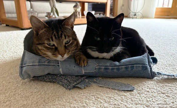 OliveTreeMin's tweet photo. Jan's new boys, Bandit and Boots stopping by to check out "X" today. Have a blessed week! #animalscat #Cat #Smile https://t.co/9pw85dWY0y