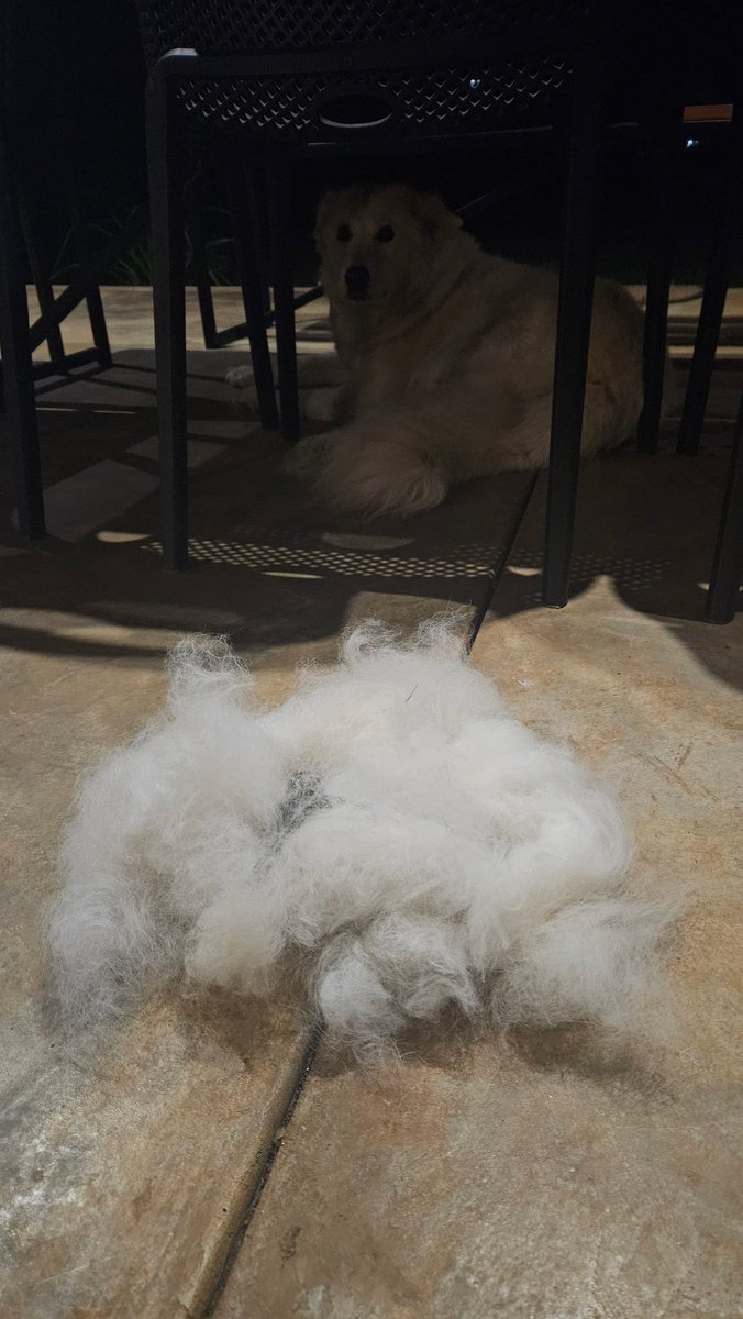 Koliko mi ga je žao kad se ovako smori, a ne znam da mu objasnim da nije on mučenik kriv što se ovoliko linja 💙