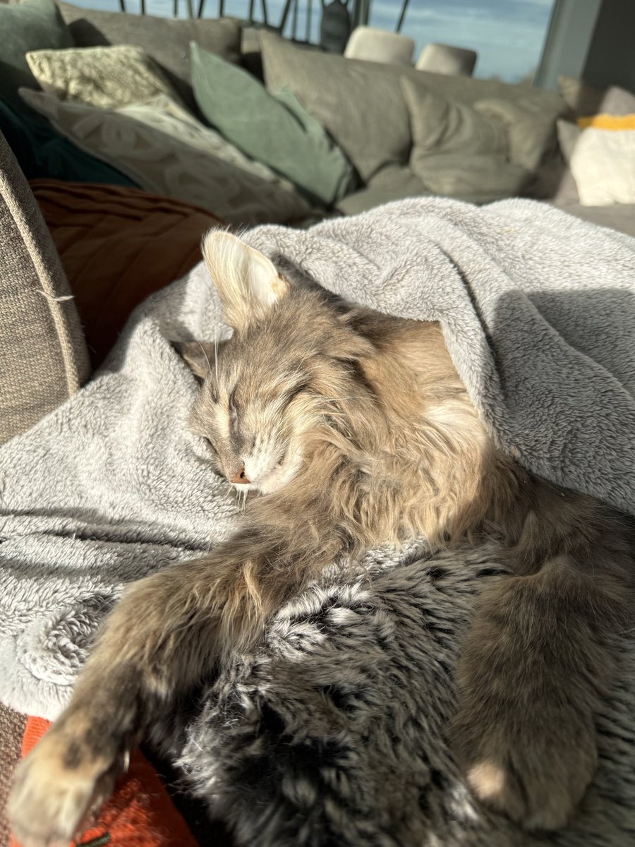 My Angel Mitsi – Three Months of Love, Pain, and Farewell

For three long months Mitsi and I fought a battle that neither of us chose, a battle filled with hope, tears, and silent prayers in the dark. I watched her fight with all the strength her little body had left, and even