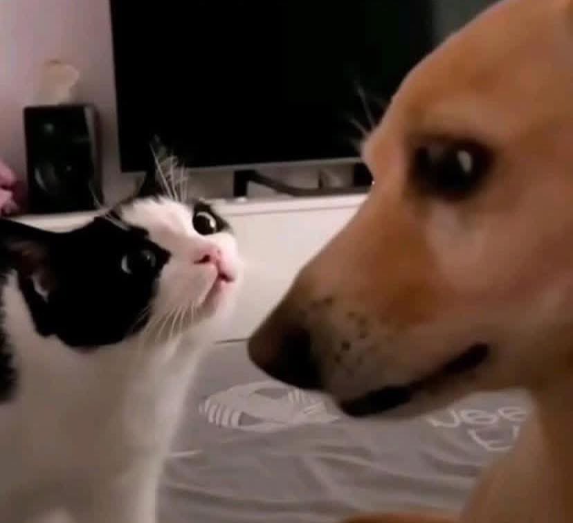 Can I get a follow from you