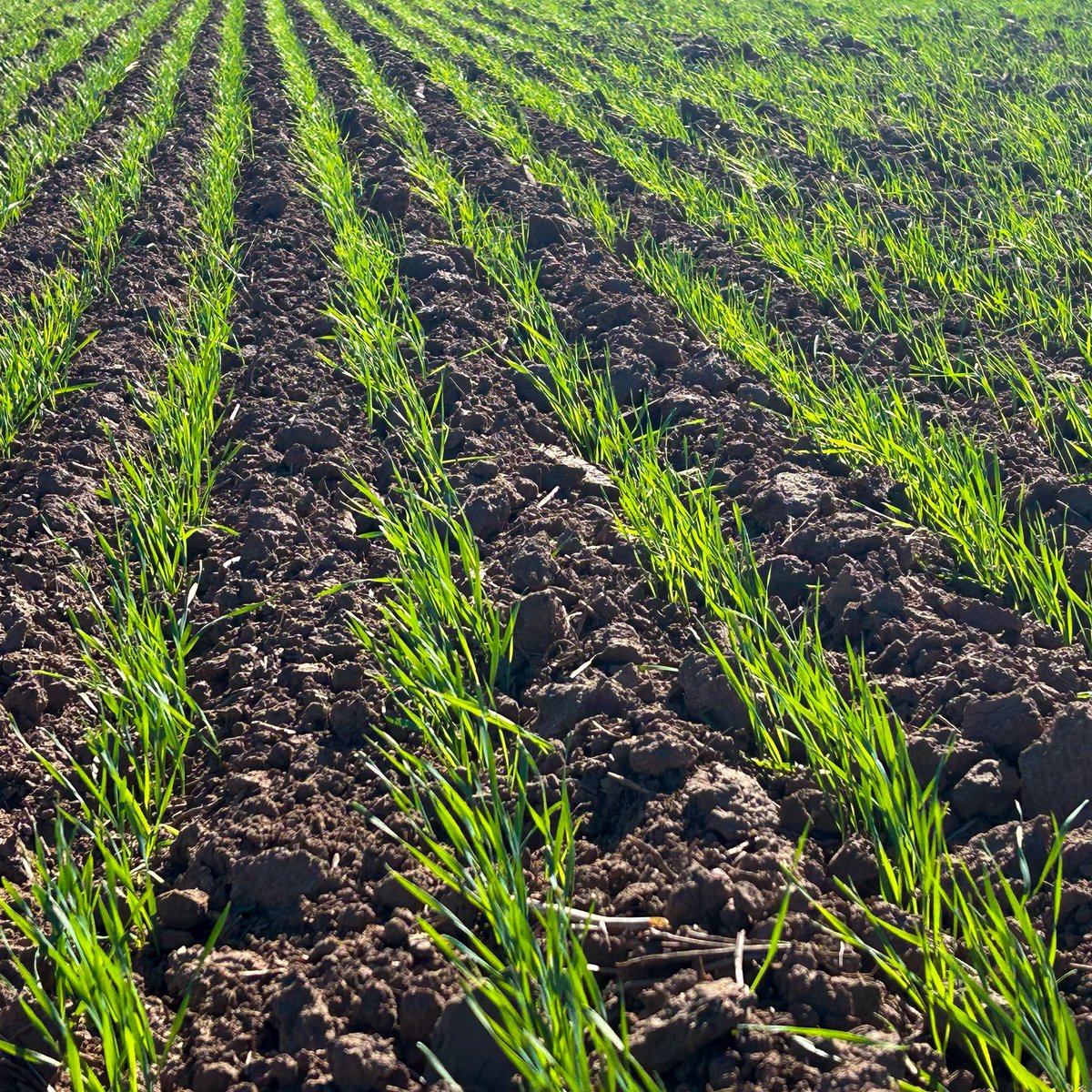 Erick Larson tweet media