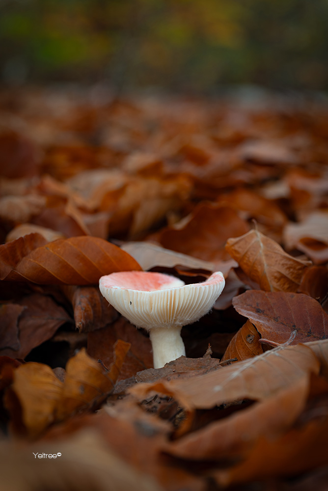 Yeltree's tweet photo. A lovely, peaceful afternoon at campsite De Fransche Kamp, enjoying the autumn sunshine and searching for mushrooms. 🍄 #Photography #NaturePhotography #Mushrooms #Nature #Hiking #NatureLovers #Elswout #channel169 #ThePhotoHour https://t.co/ovcHMGr4bW