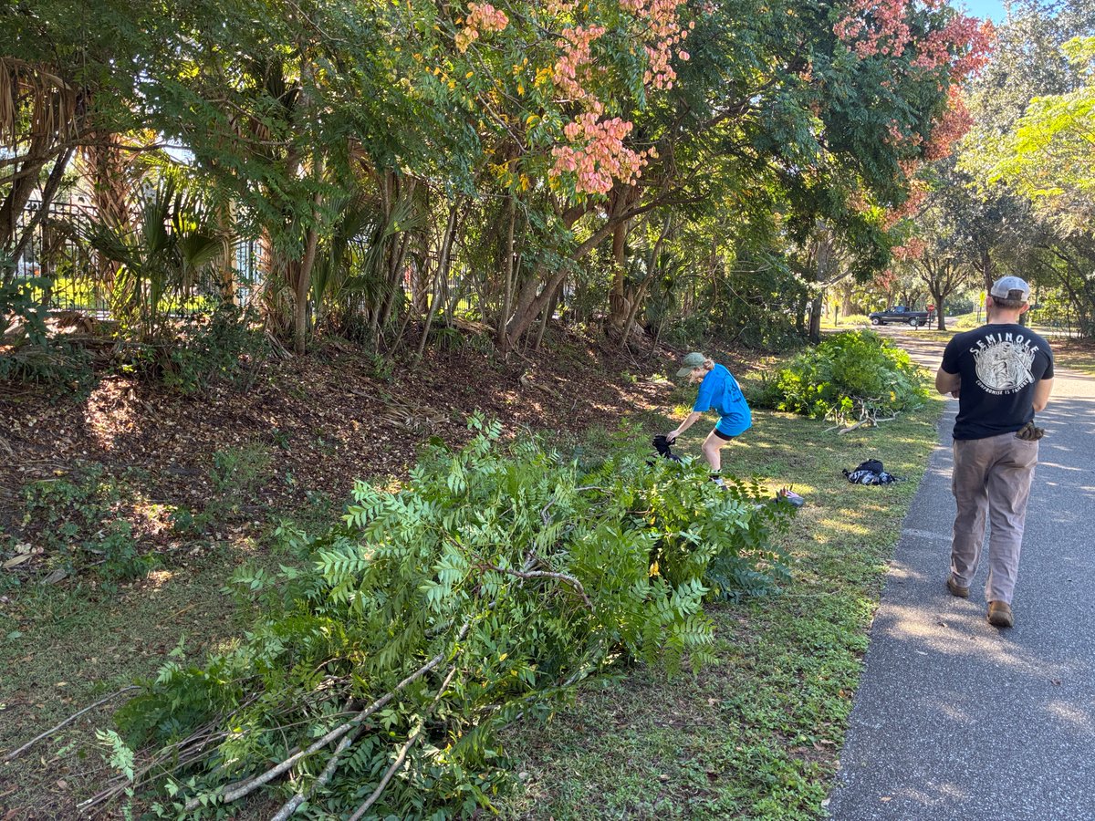 SERVProgram's tweet image. Did you know that golden rain trees are invasive in Florida? Knights for Wildlife Conservation @UCF  does! On Saturday they helped to remove ~50 bags golden rain trees + invasive air potato + litter along the Seminole Wekiva Trail. Wow! #SERVSaturdays @seminolecounty