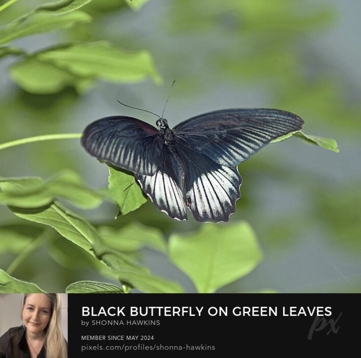 shonna99784's tweet photo. Black Butterfly on Green Leaves by Shonna Hawkins https://t.co/OETx55zmJN

A striking black butterfly perches delicately on vibrant green leaves. The contrast between the dark wings and lush foliage cre….

#papillarumanzoviabutterfly #Butterfly #GreenLeaves #Perches #BuyIntoArt https://t.co/vy89zhfRrI