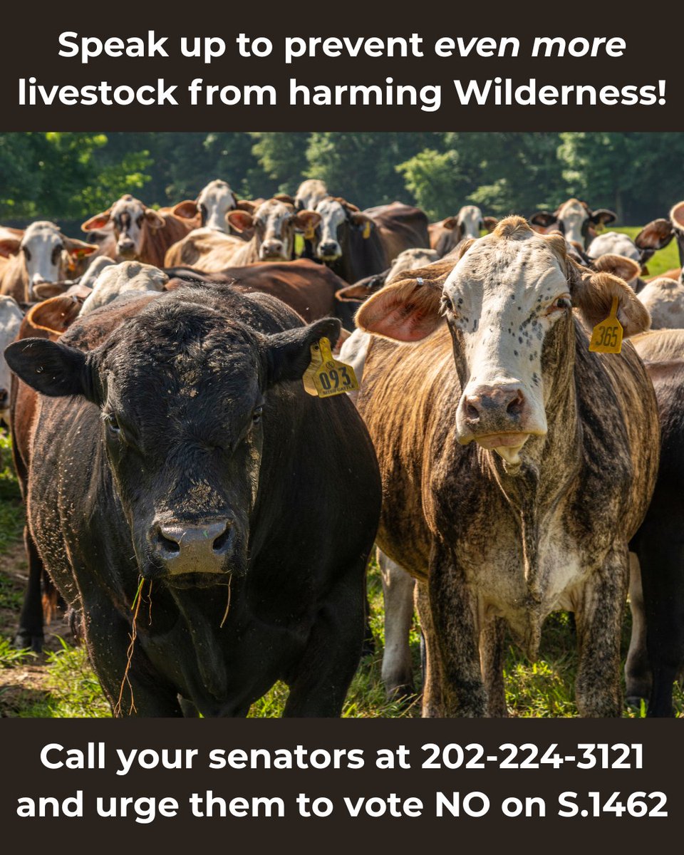URGENT: Please raise your voice to keep even more livestock from destroying Wilderness areas!

Call your senators at 202-224-3121 and urge them to vote NO on S.1462, the deceptively-named “Fix Our Forests Act.”

Click for call script and more details &gt;&gt;&gt; wildernesswatch.substack.com/p/speak-up-to-…