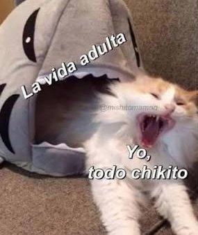 KissaCastella's tweet photo. Hola PANdilla, como están?
Yo ando así actualmente jeje y ustedes que tal les va ?, luchar es importante, si se puede... los veo pronto 🍞 🐾 #vtubers #vtuberlatina #gatomeme #paratiiii #vtuberespañol #vtuber #vtuberlatam #vtubersenespañol https://t.co/7EREUMatFC