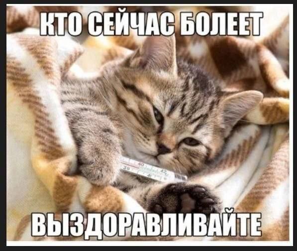 🐸Великое Колено🐸 (@great_knee) on Twitter photo 