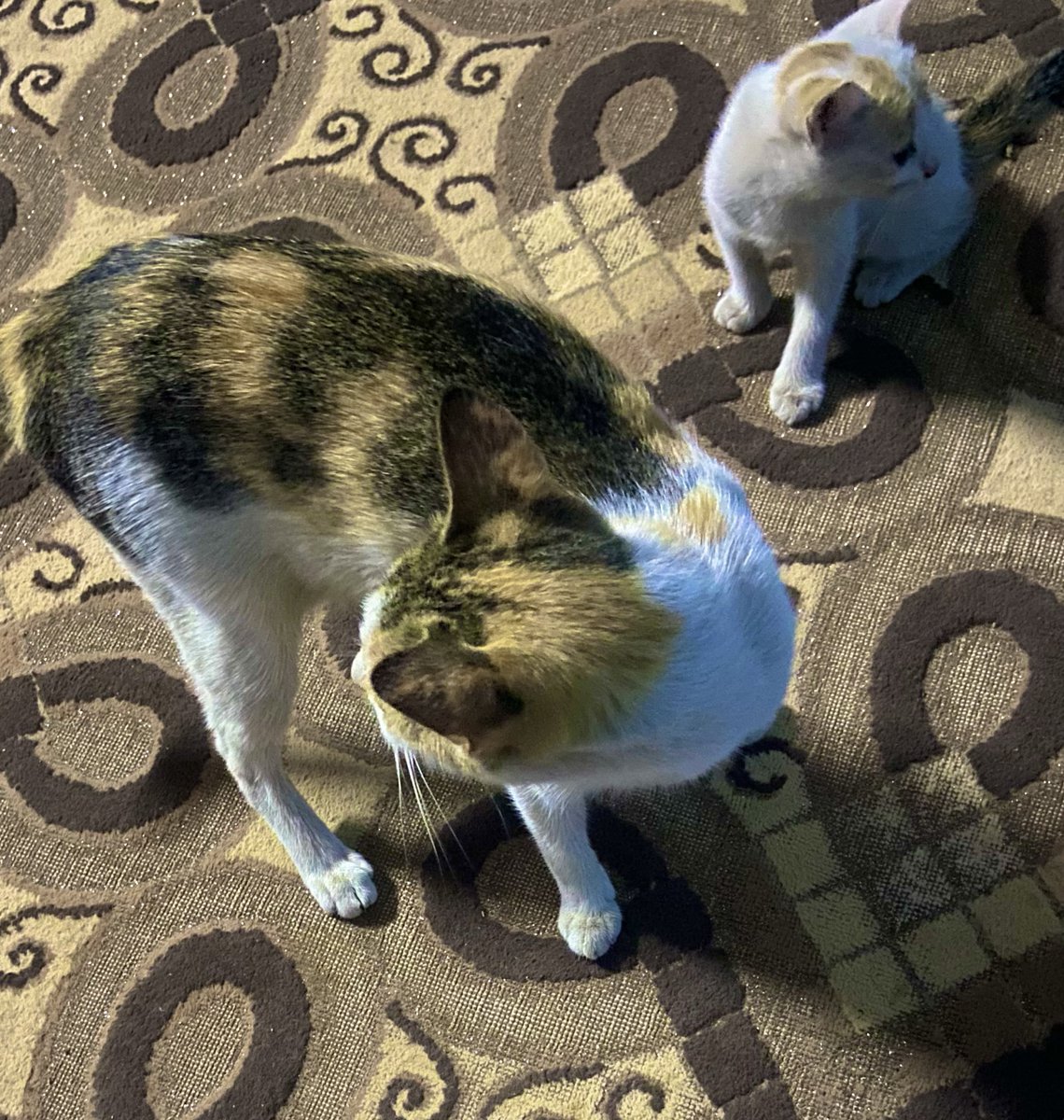 Général🇵🇸🇸🇩🇨🇩 tweet media