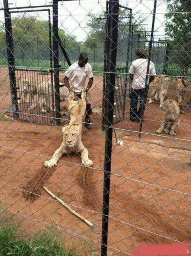 The lion will be like leave me first make I tell the guy with camera something.
