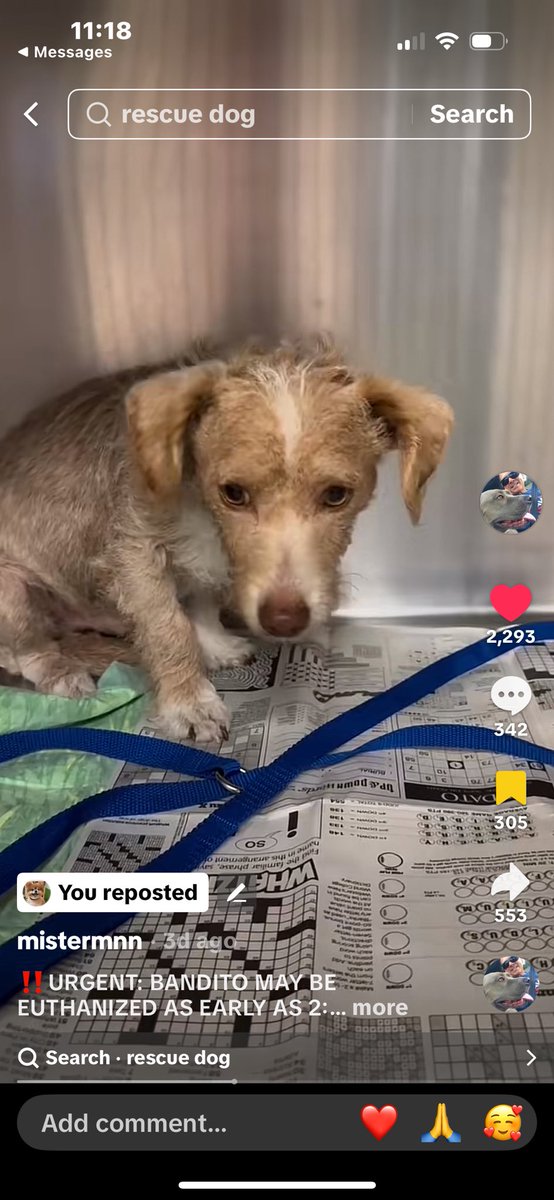 Leslieannscott's tweet image. #Devore Urgent, hurry Please save us. We are just 4 months old and adorable. I will love you forever.  At the Devore shelter in California. They will kill me. maps.google.com/maps/place//da…