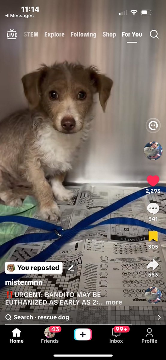 Leslieannscott's tweet image. #Devore Urgent, hurry Please save us. We are just 4 months old and adorable. I will love you forever.  At the Devore shelter in California. They will kill me. maps.google.com/maps/place//da…
