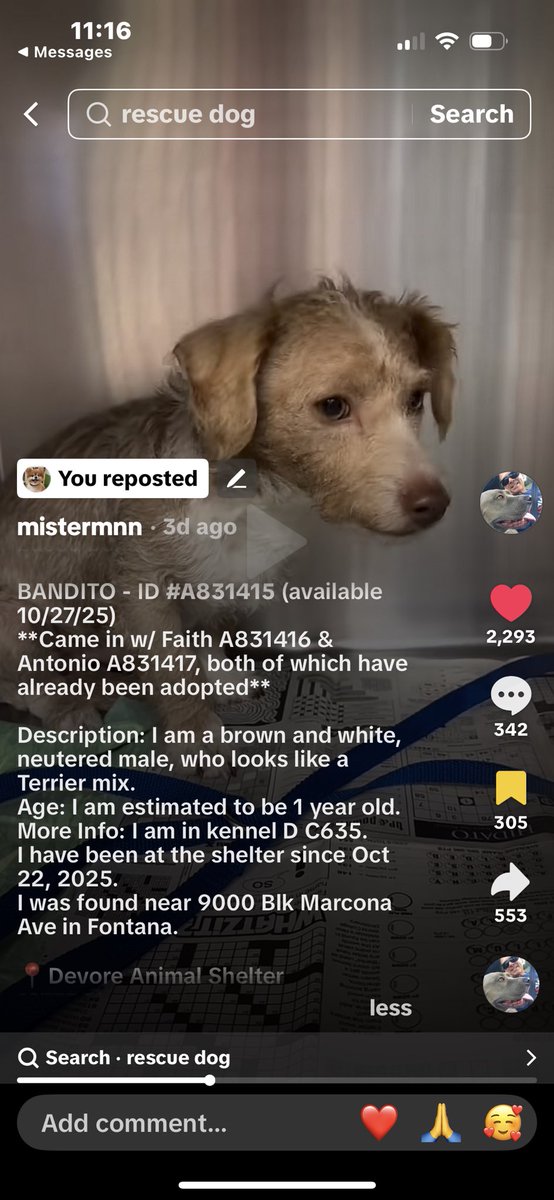 Leslieannscott's tweet image. #Devore Urgent, hurry Please save us. We are just 4 months old and adorable. I will love you forever.  At the Devore shelter in California. They will kill me. maps.google.com/maps/place//da…