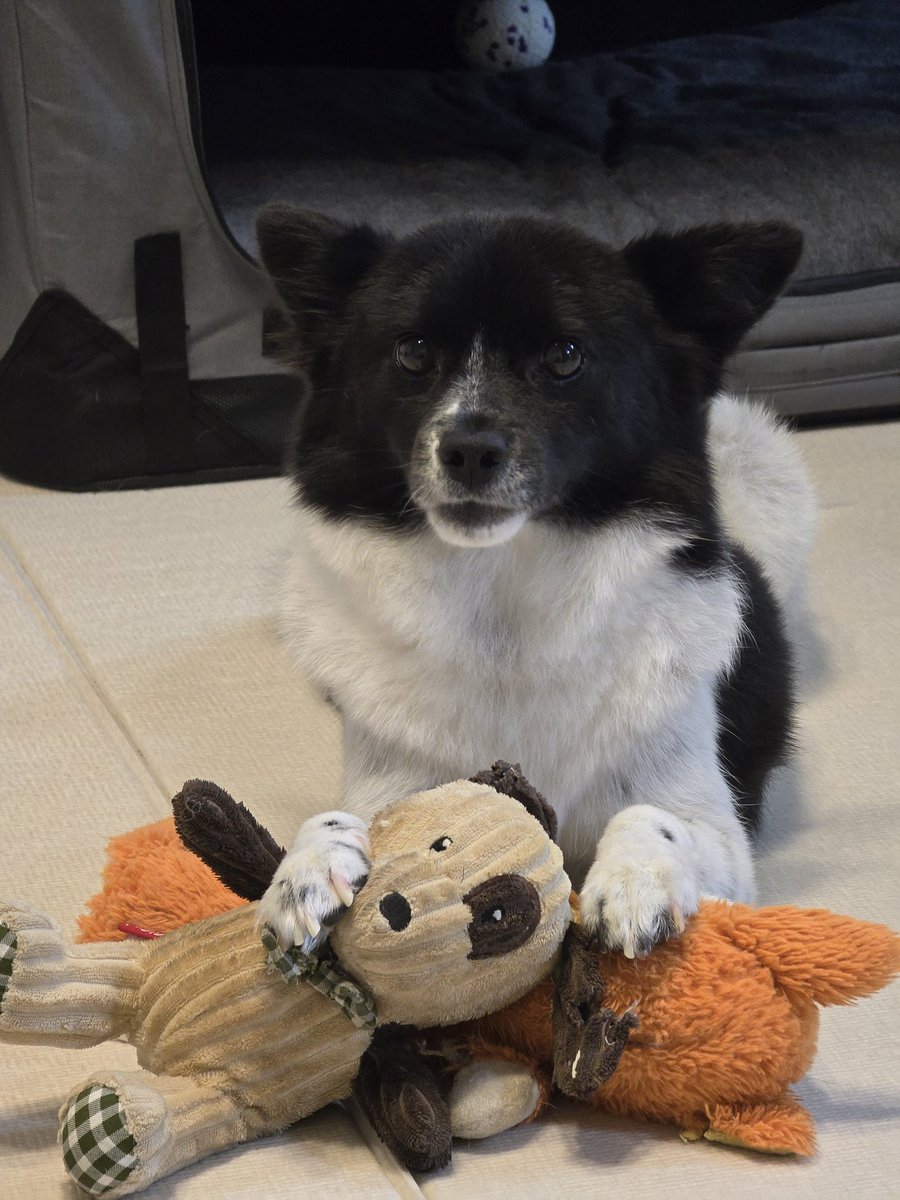 장난감 다 내꺼 〰️
#가족찾는춘봉