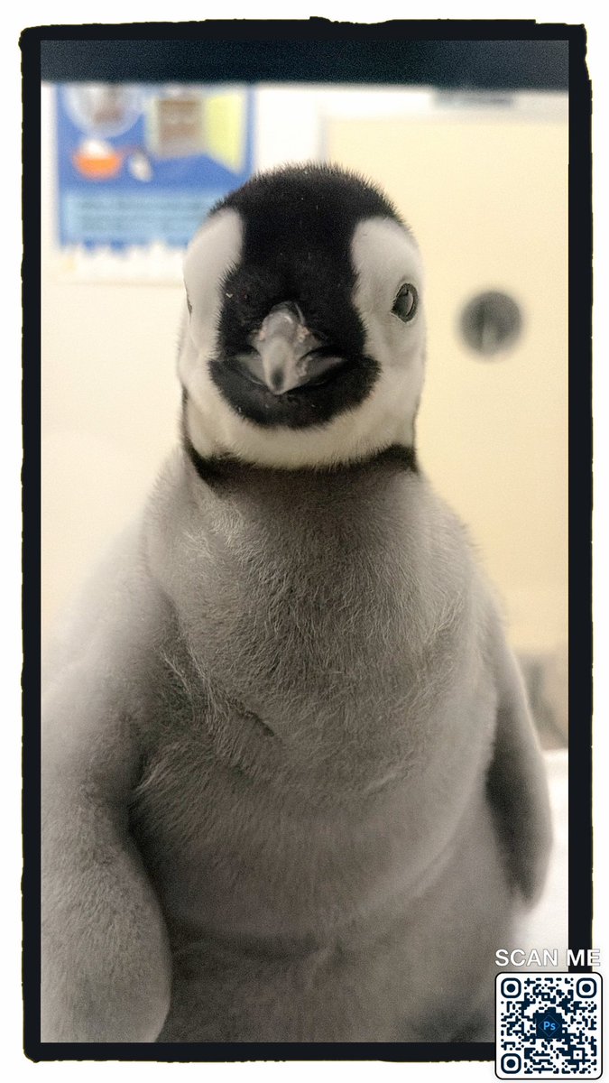 ペンギンちゃん ペンギンに埋もれたい on X