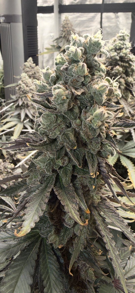 RishelBaker's tweet photo. HSC Notorious THC day 64 https://t.co/uGHQ9MJyux