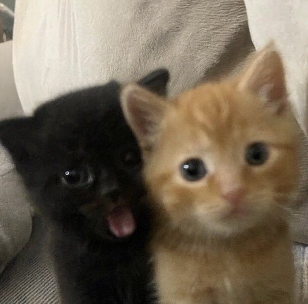 _lucozayde's tweet image. 