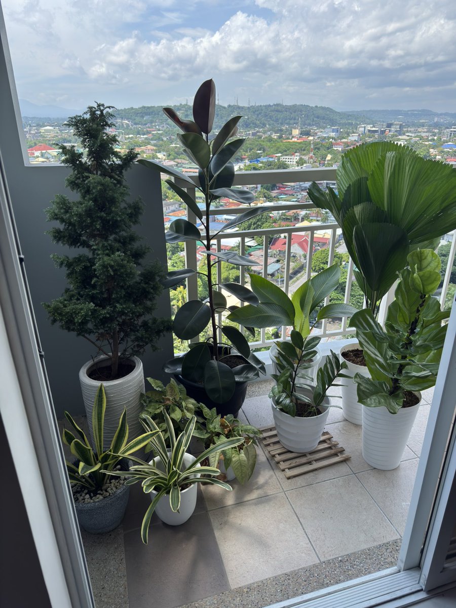 HyperCid's tweet image. I often ask chat gpt how to raise my plants 😂