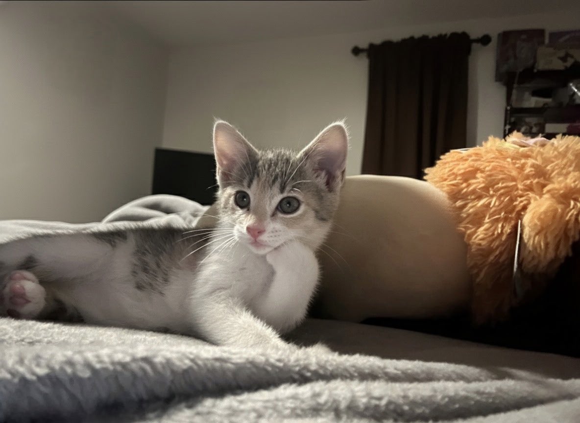 Cheshire cat aficionado tweet media