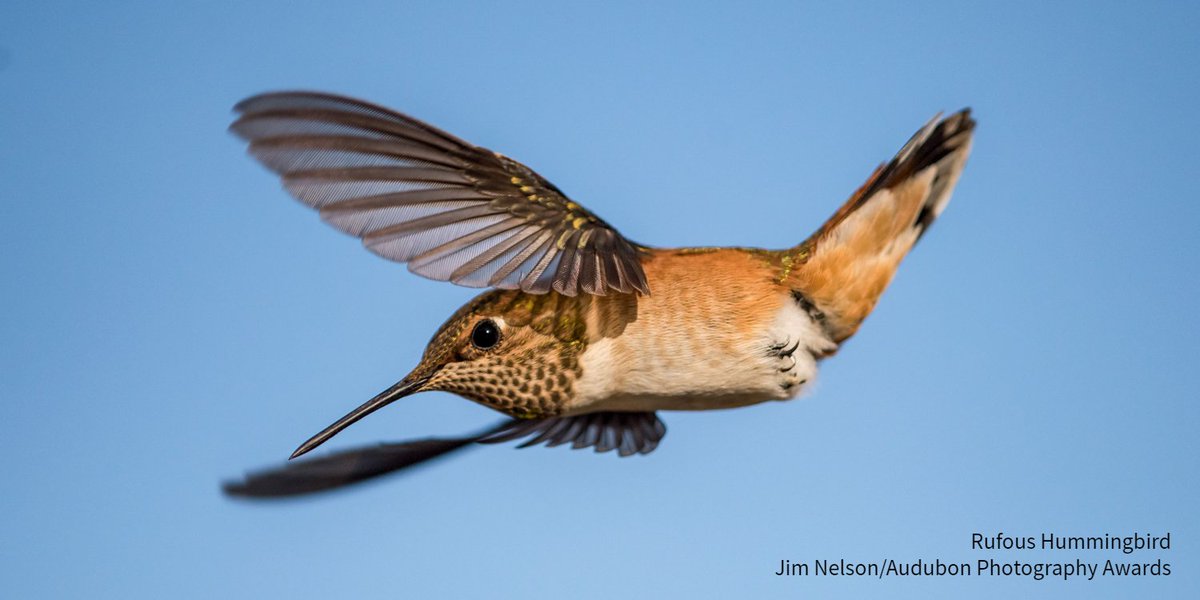 audubonsociety's tweet image. #BirdsTellUs that we need to #ActOnClimate for a better future for both people and wildlife. During this year's COP30 conference, pledge to stand with Audubon as we work toward science-based solutions. bit.ly/4nLmt1J