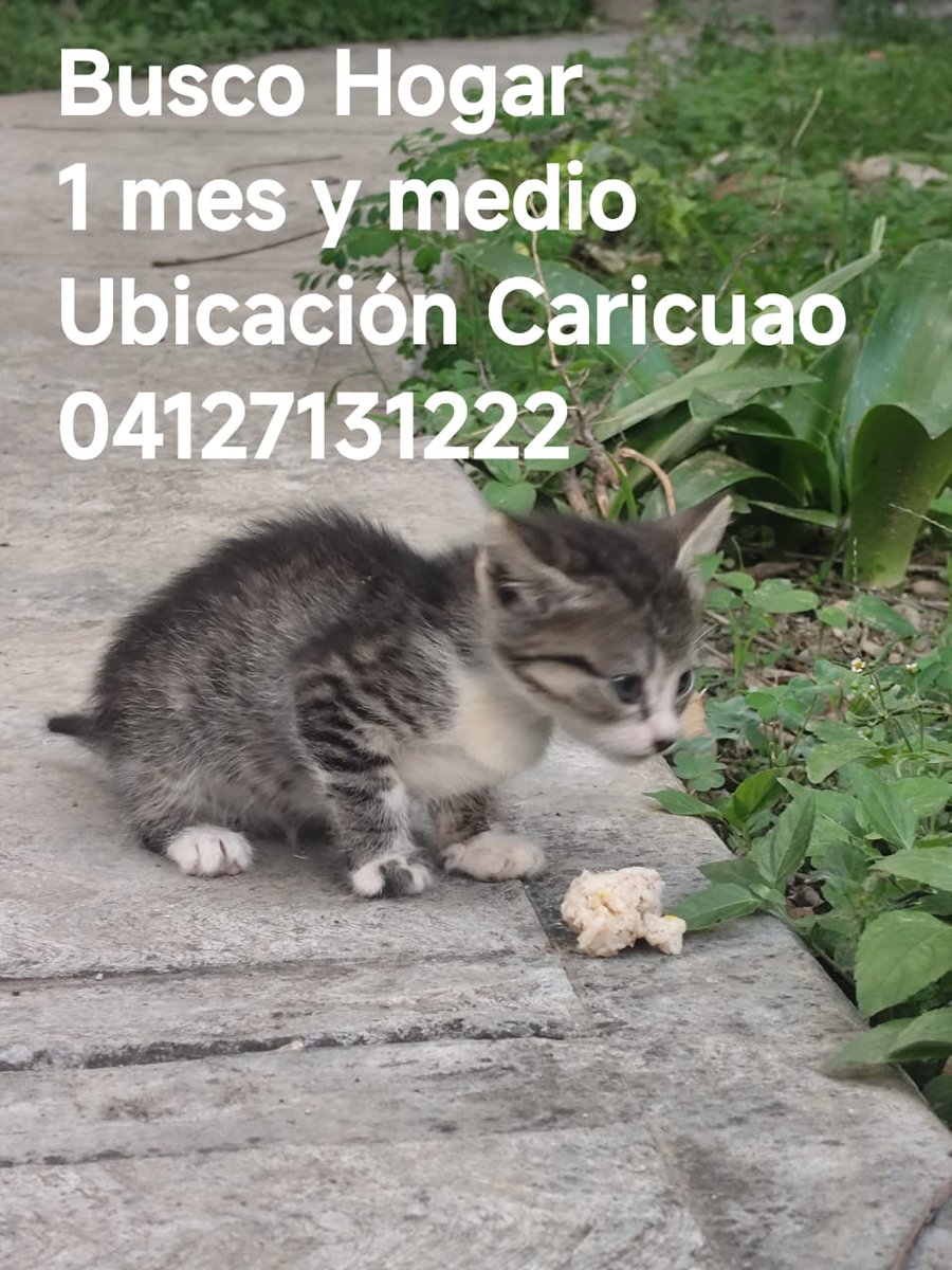 Adopta. Salva una vida. Cambia un destino.