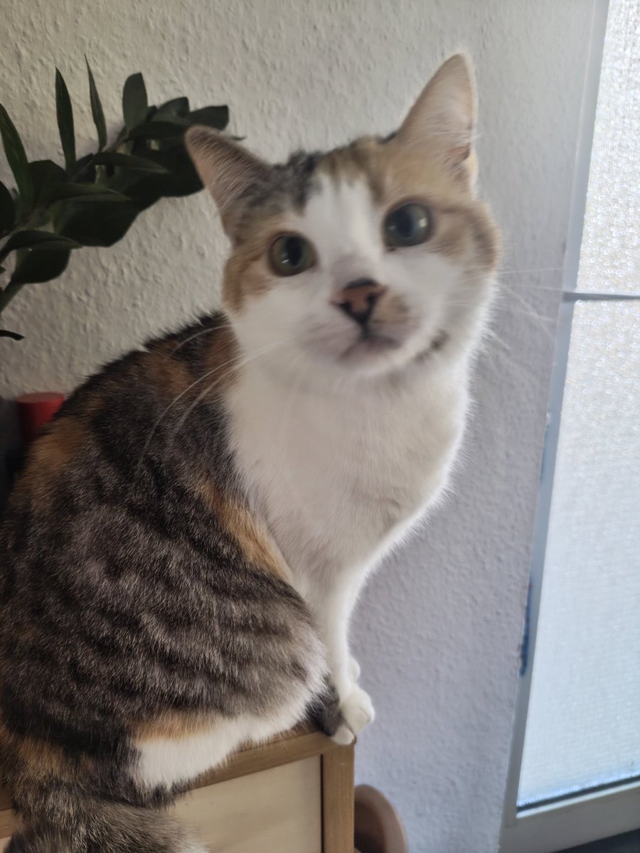 🇺🇦Мультик🇺🇦 tweet media