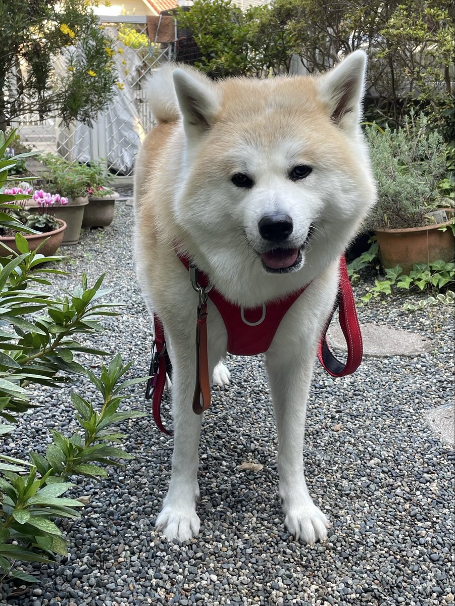秋田犬 もも (@pepe222momo119) / Posts / X