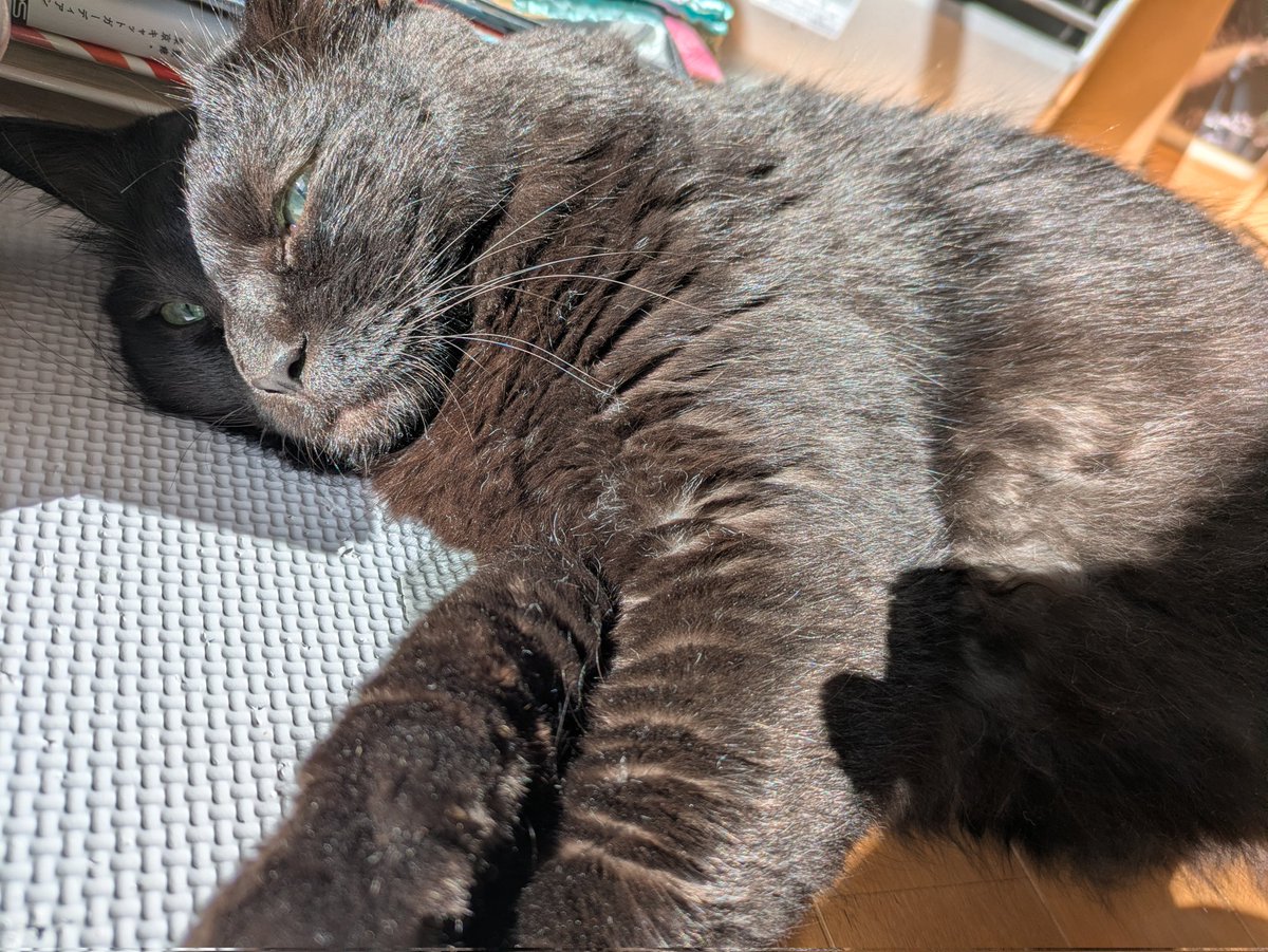 TUGINO2011's tweet photo. 眩し猫 https://t.co/hC2WsN8TTe