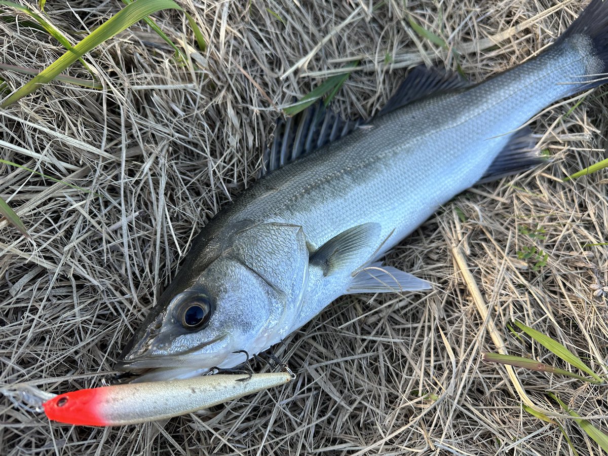 しょう🔰おにおん🔰 (@Isfne0523sho) / Posts / X