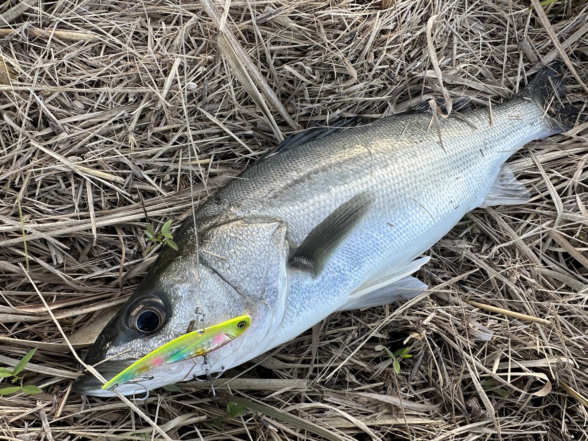 レガーメ 無双 イカメタル早い者勝ち❣️ しょう🔰おにおん