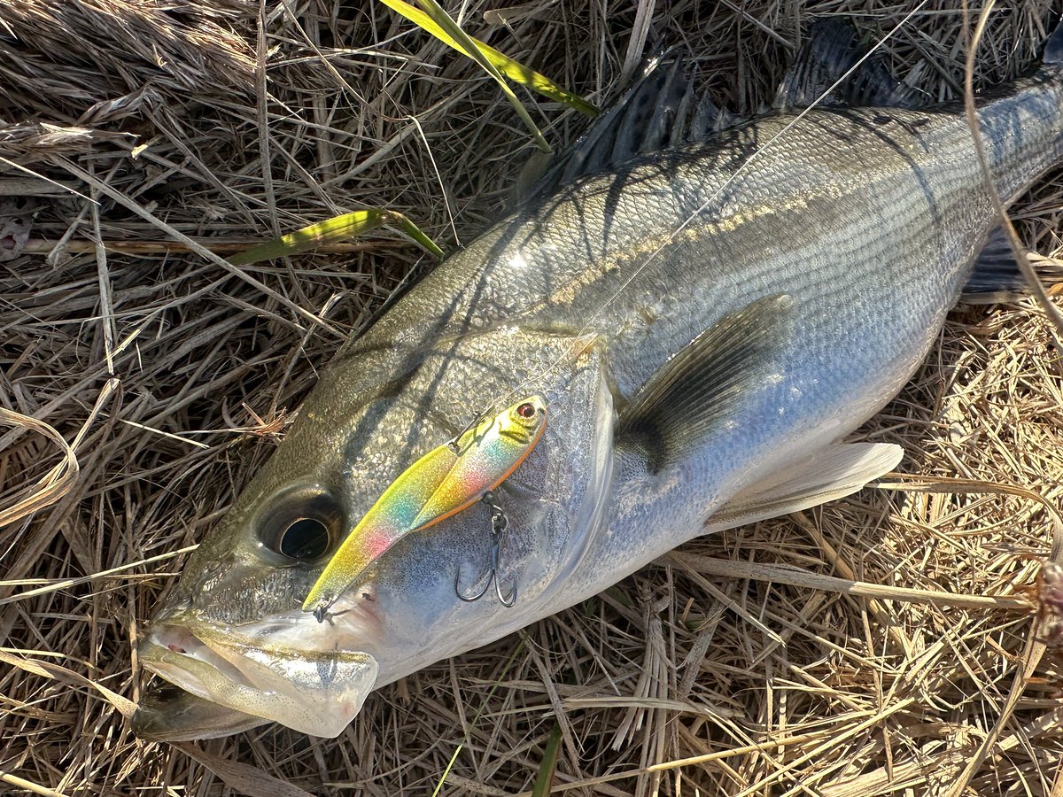 しょう🔰おにおん🔰 (@Isfne0523sho) / Posts / X