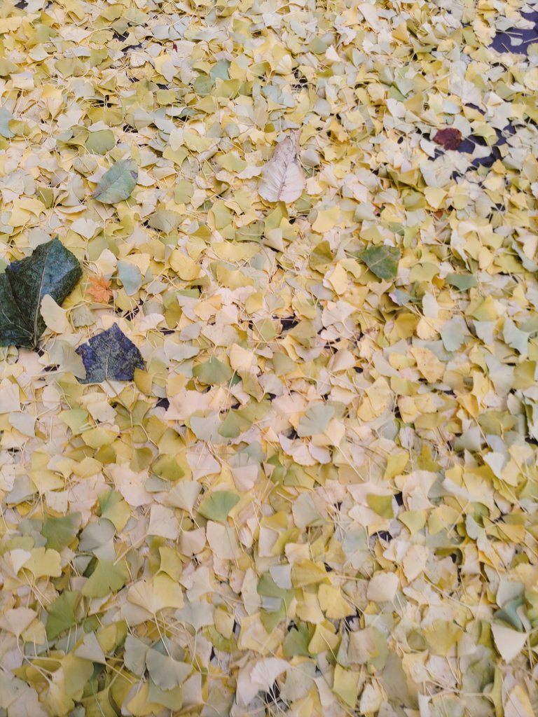 Frencel_cs's tweet image. おはようございます！
ムーミン展へ行った際、
美術館の庭や道中のイチョウの木が綺麗でした✨
会社周辺はそうでもないのに少し西へ歩くとこんなにも景色が違うんだなあ🥹
今日もよろしくお願いします🍀

#企業公式が朝の挨拶を言い合う
#企業公式相互フォロー
#企業公式秋のフォロー祭り　#札幌