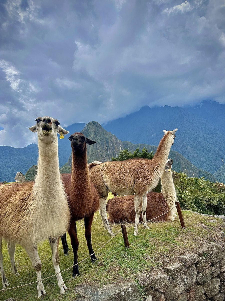 CC_Garcia29's tweet photo. There are no shortcuts to any place worth going. 🍀

#photooftheday #perutrip #love #BeautifulNature #Travel #nofilter #like4like #Motivation #lifestyle #AnimalLovers #fypシ #teamfollowme #follobackforfolloback  #Photographie #MondayMotivation https://t.co/kLoIPvD6Ol