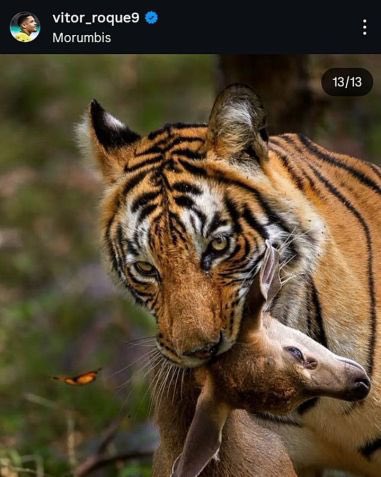 Denunciado por suposta postagem homofóbica em 09/10/2025, o atacante Vitor Roque, do Palmeiras, ainda não foi julgado pelo STJD. A punição varia entre cinco e dez jogos.

A justiça (comum e desportiva) demora em diversos casos. Efeito suspensivo também não foi inventado agora.