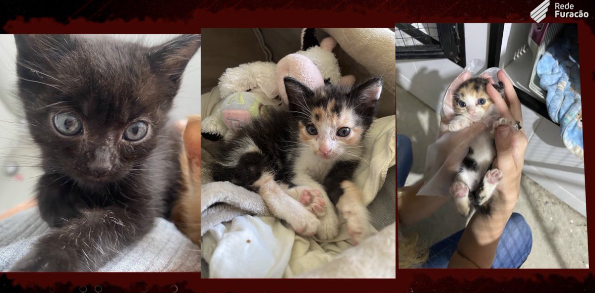 ironicosbaixada's tweet photo. Que trabalho SENSACIONAL!

Têm simplesmente um GATIL dentro da arena, os felinos são cuidados, tratados e disponibilizados para adoção responsável.

Um trabalho realmente silencioso, e é muito bom saber dessa ação incrível que o Athletico faz.

Parabéns ao clube funcionários ♥️ https://t.co/tztFHVpvgN