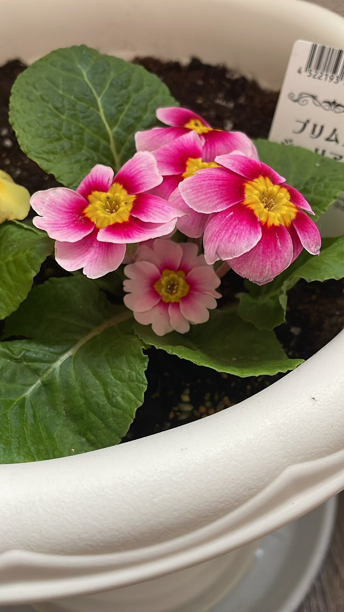 花摘み とも on X