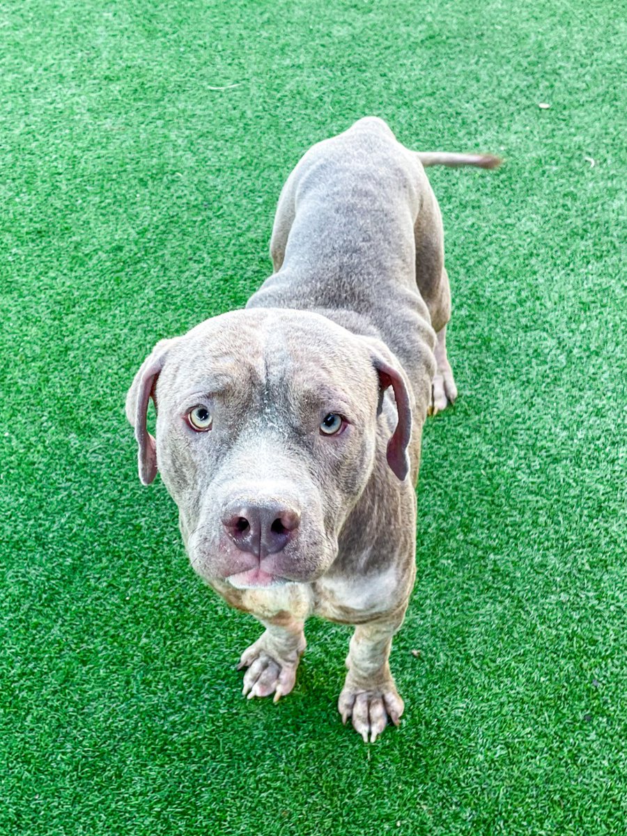 🐾 Meet Enfurcer | 2-yrs-old | 68 lbs. | Big goofball! 🐾
This silly boy is ready to play his way right into your heart! 💚 He needs some manners, but this lovable pup will be a great companion. 🎾 Come meet Enfurcer at Pet Circle!
 #petcirclewaco #offthecircle #adoptdontshop