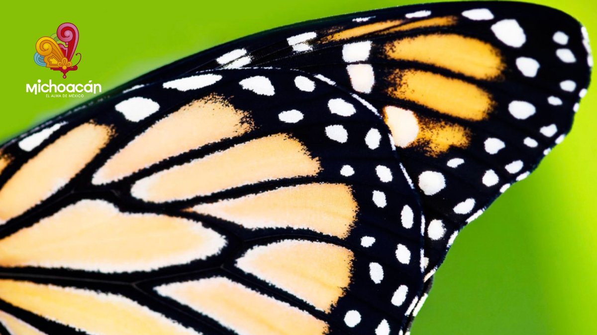 Michoacan's tweet image. #DatoCurioso
Las alas de la #MariposaMonarca están cubiertas de pequeñas escamas que mejoran su aerodinámica.
Visita uno de nuestros santuarios en Michoacán y vive esta increíble experiencia. 🦋🦋🦋
#Michoacán #elAlmadeMéxico #MichoacánSeVive