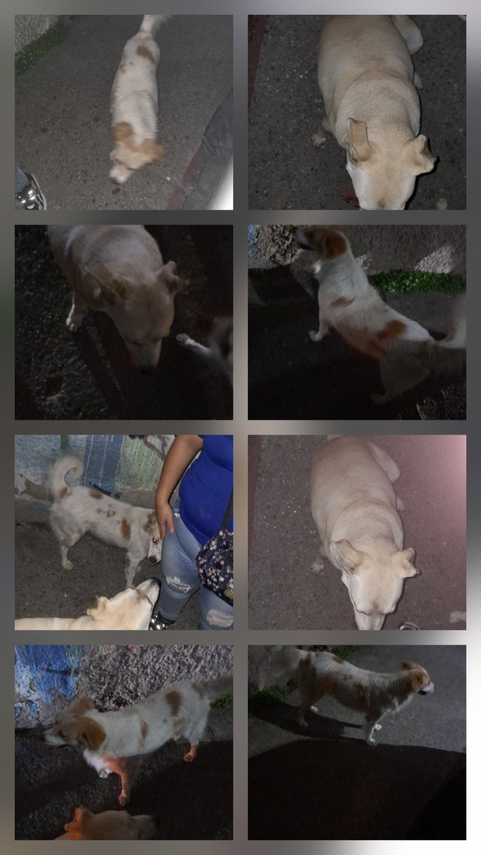 Buscando hogares responsables RP <a href="/Ma_Elisa_G/">#VzlaEntrampadaEntreLaDuplaMudPsuv🇻🇪🇻🇪</a>: 🚨🙏🏻🚨VAMOS A CONSEGUIR UN LINDO HOGAR JUNTOS A ÉSTOS PELUDOS, VIVEN EN LA CALLE EN MANZANARES/BARUTA/Ccs. 04241332541. DIFUNDIR🙏🏻