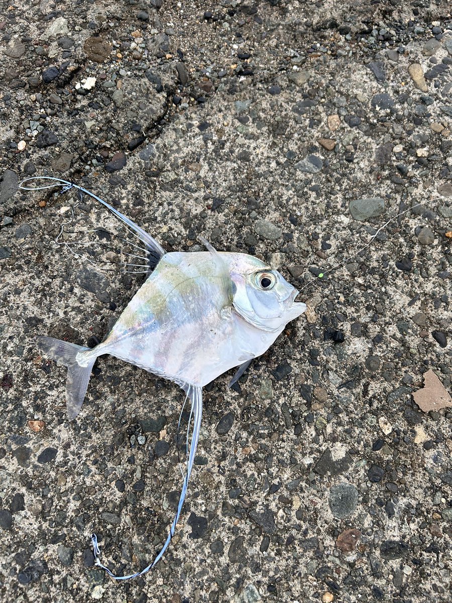 イトヒキアジ😊