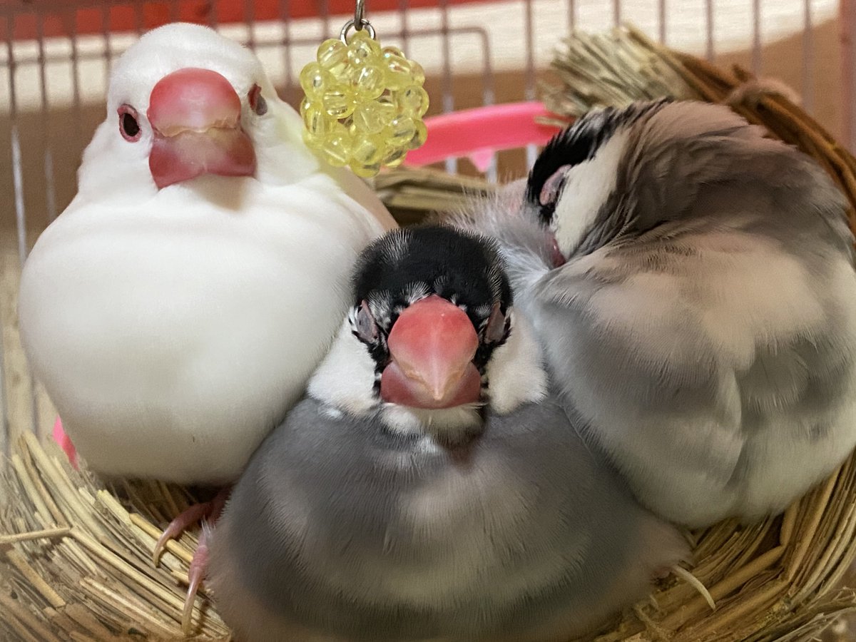 ももちゃん21 on X