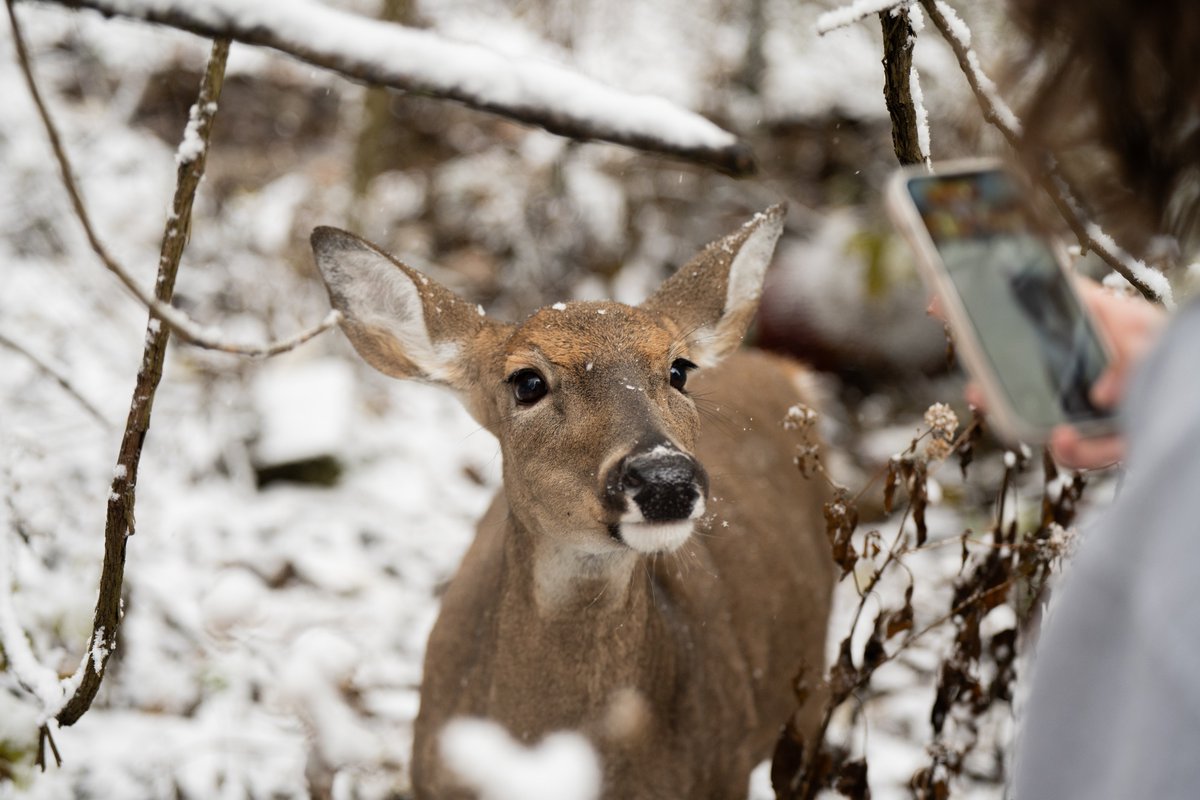 ohiou's tweet image. Snow falling 🤝 Falling leaves