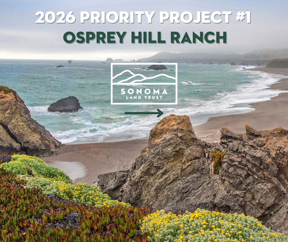SonomaLandTrust's tweet photo. Our work is more urgent than ever. We’re excited about Osprey Hill Ranch: a 365-acre ranch north of Bodega Bay that could connect 22,000 acres from the Jenner Headlands to the redwoods of Monte Rio. Donate now to help protect this remarkable landscape. https://t.co/QIt1dpQFSy https://t.co/dkJtwasTWz